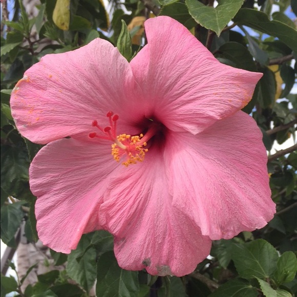 Meet your Posher, Sara - Picture 1 of 1